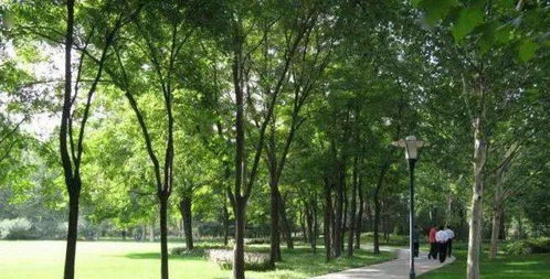 干貨丨園林綠化及園林綠化施工全解